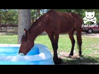 Horse splashes around in a kiddie pool