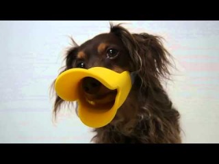Намордник QUACK