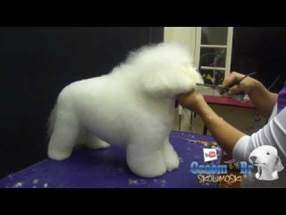 Groom Tv Br - Tosa de Bichon Frisé (corte clássico)- Adriana Skolimoski HD #25
