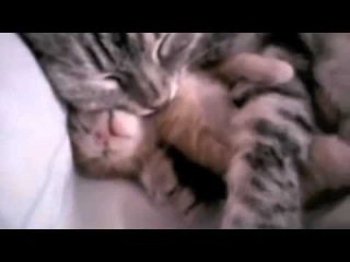 CAT MOM HUGS BABY KITTEN cutest viral video ever! Must see!! original 2011