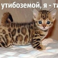 картинки с щенками и с котятами онлайн картинки с щенками и с котятами