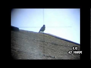 Air Rifle Pest Control: Farm Yard Vermin Scope Cam Sniping Slow Motion headshots