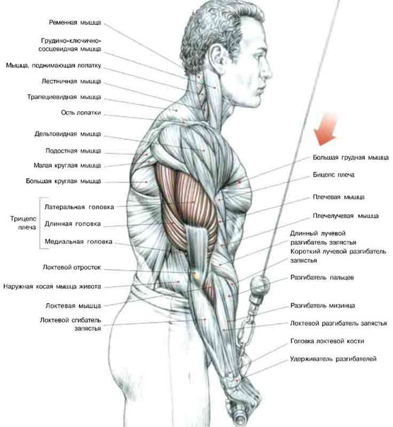Упражнения Для Тренировки Мышц Картинки