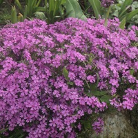 Эмма Богодухова