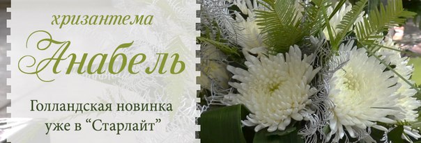 хризантема анабель фото онлайн хризантема анабель фото