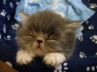 Sweet Tired Cat -.-Zzz - Fluffy Persian Kitten