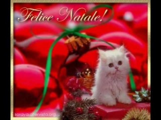 ZECCHINO D'ORO - BIANCO NATALE
