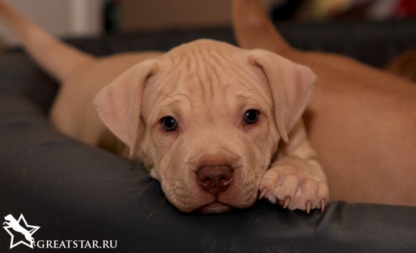 Photo of the dog