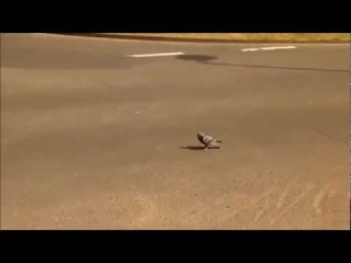 Chuck Norris' Pigeon