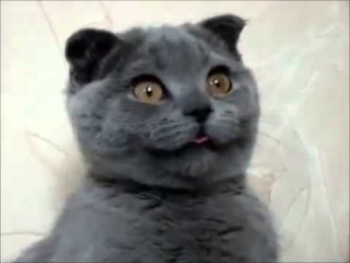 Кот с глупым лицом / Cat With Goofy Face ;D