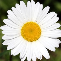 Галина Колесникова  