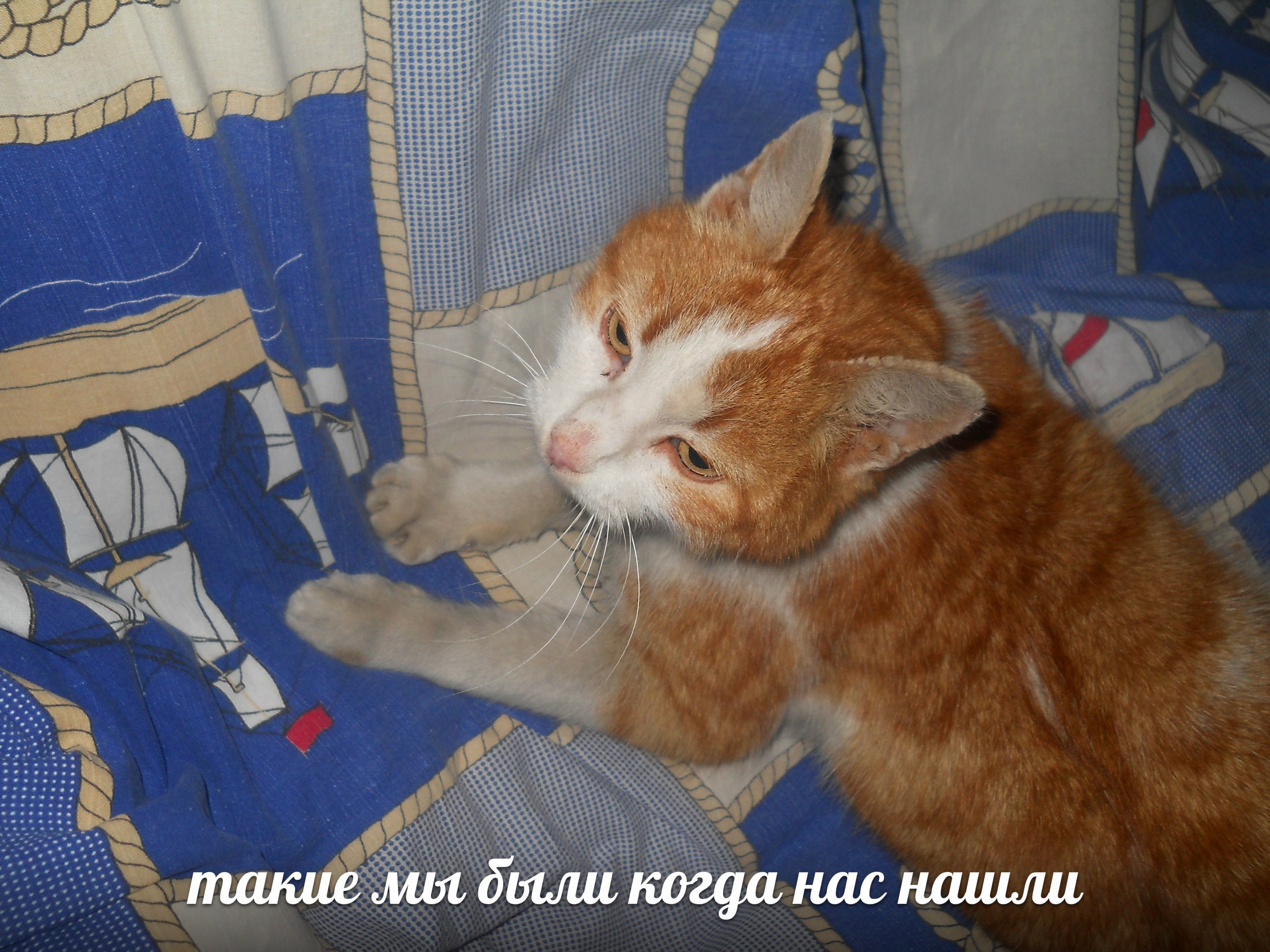 Поговорим о кошках43