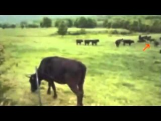 UFO ABDUCTION OF A COW - REAL OR FAKE??
