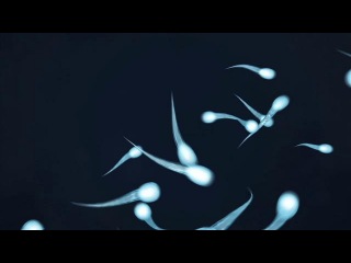 Random Bastards - Blue Balls -----> Teaser