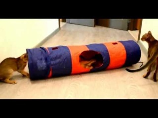 Abyssinian Tunnel.avi