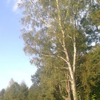 Прохор Травкин