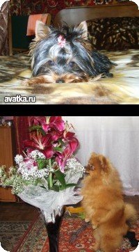 Буря Пёс