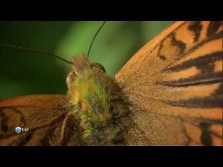BBC: Мир природы. Бабочки / BBC: Natural Wold. Butterflies (2010) HDTVRip (720p) фрагмент