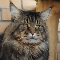 Дима Выводов