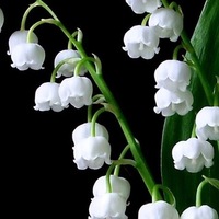 Антон Семенаш