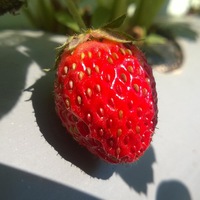 Константин Горлов | Феодосия