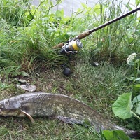 Владимир Догадин