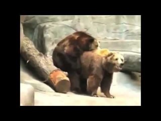 Спаривание животных Секс