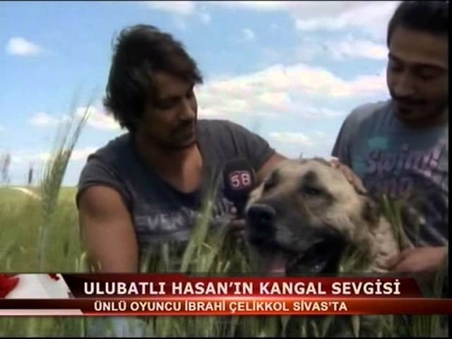 İBRAHİM ÇELİKKOL Kangal Köpeği