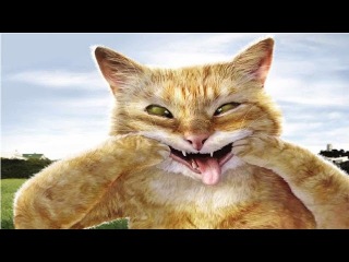Лучшие приколы 2016. Приколы с Котами. Смешные Коты отжигают.