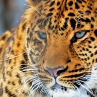 Инна Леванина