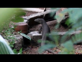 Дикие звери приходят ко мне: Мангусты, Вараны и Бурундуки