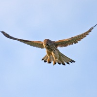 Андрюха Мизулин