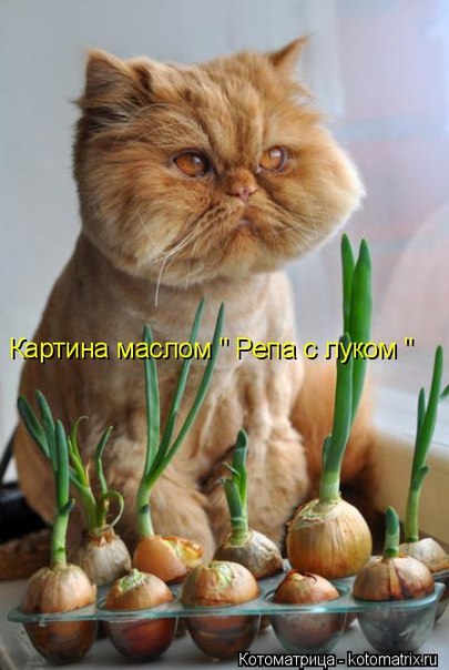 https://pp.userapi.com/c616327/v616327738/1208b/G7Ey7zdly_8.jpg