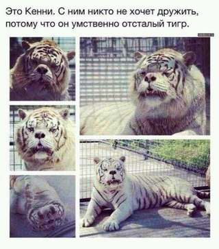 тигр кенни умственно отсталый фото тигр кенни умственно отсталый фото