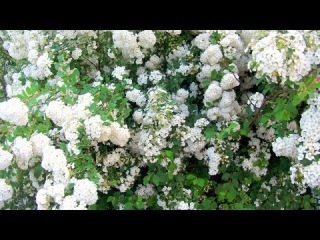 Спирея. Спирея ниппонская Сноумаунд. Цветы на ветру. Футажи цветы