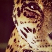 Лиана Лиана  ____