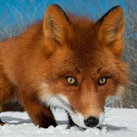 Василий Юрьевич