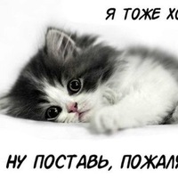 милашки котики картинки онлайн милашки котики картинки