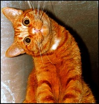 Нарисованные коты в гифах Нарисованные коты в гифах