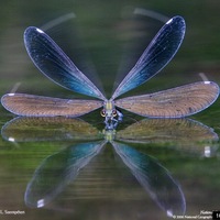 Мира Иванова