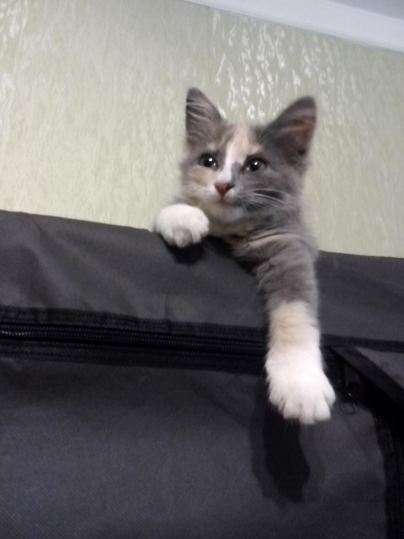Света фок. Кот плачет и кричит. Котенок на которого кричит китаец. Котята которым 10 дней кричат