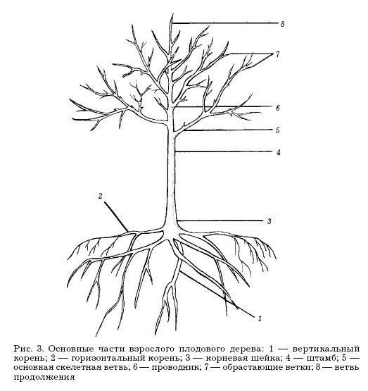 Обрезка вишни, формирование кроны Обрезка вишни, формирование кроны