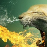 Алексей Черканов | 