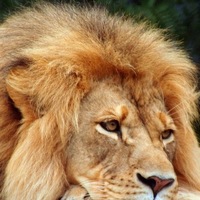 Ihsan Lion