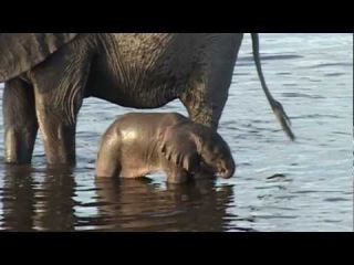 Baby elephant learns to use his trunk