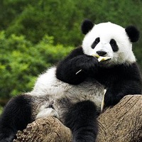 Борян Арт  <<ЦАРЬ>>