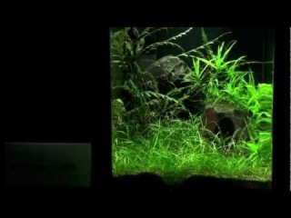 Aquascaping - Aquarium Ideas from The Art of the Planted Aquarium 2011, part 2