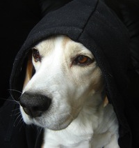 Эльдар Аватов