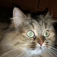 Изя Шниперсон