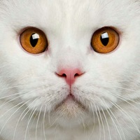 Алла Платонова | Харьков